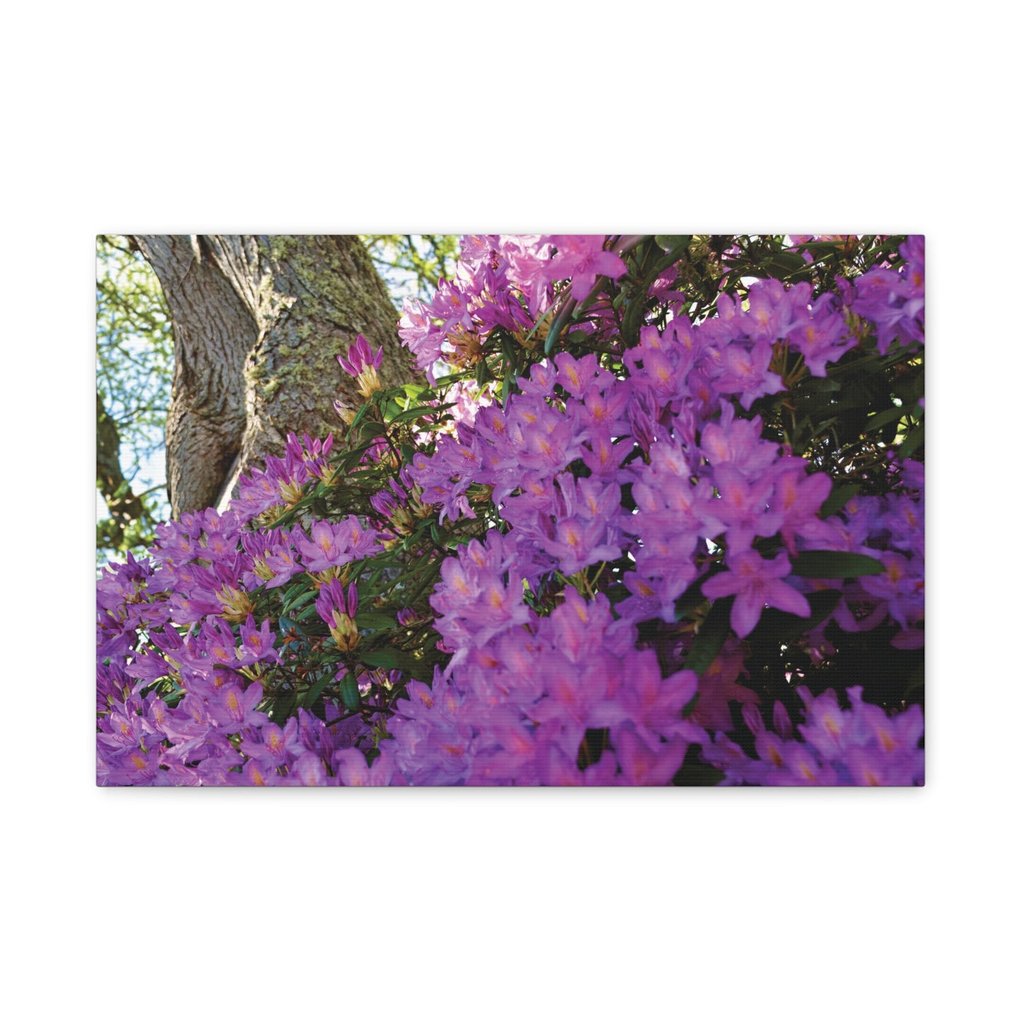 Azaleas in Bloom 3011 - Thick Matte Canvas Print