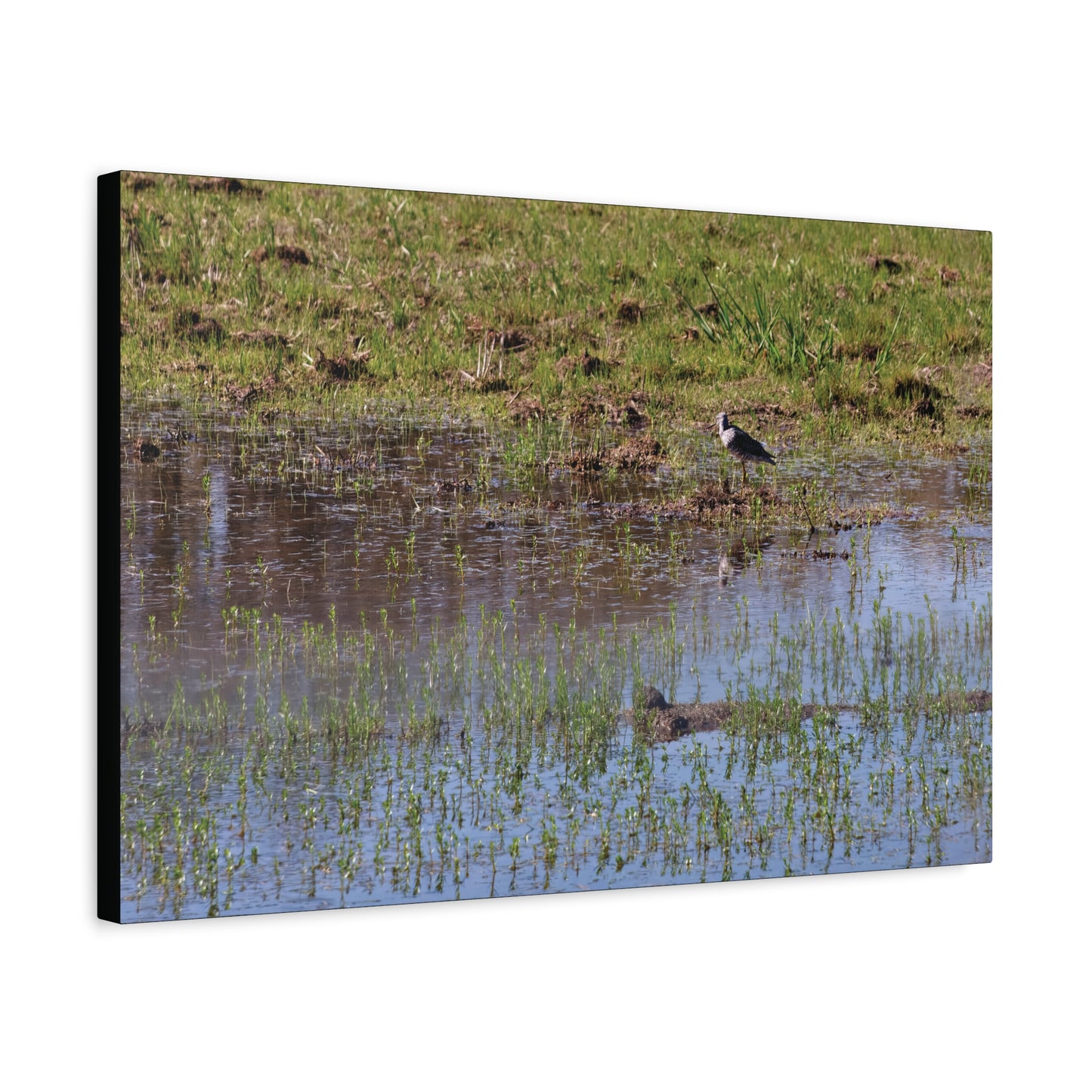 Sandpiper in Serene Wetland at the Willam L. Finley National Wildlife Refuge 2897 - Thick Matte Canvas Print