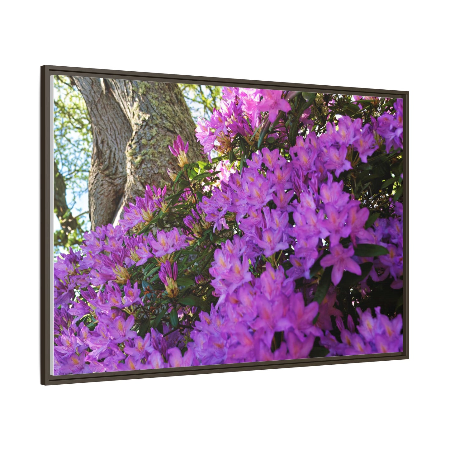 Azaleas in Bloom 3011 - Thick Matte Canvas Print, Framed