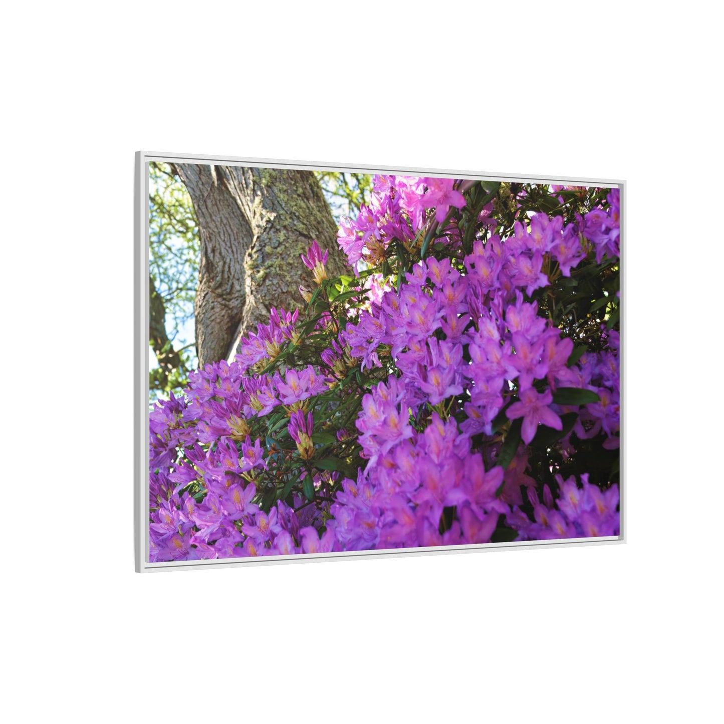 Azaleas in Bloom 3011 - Thick Matte Canvas Print, Framed