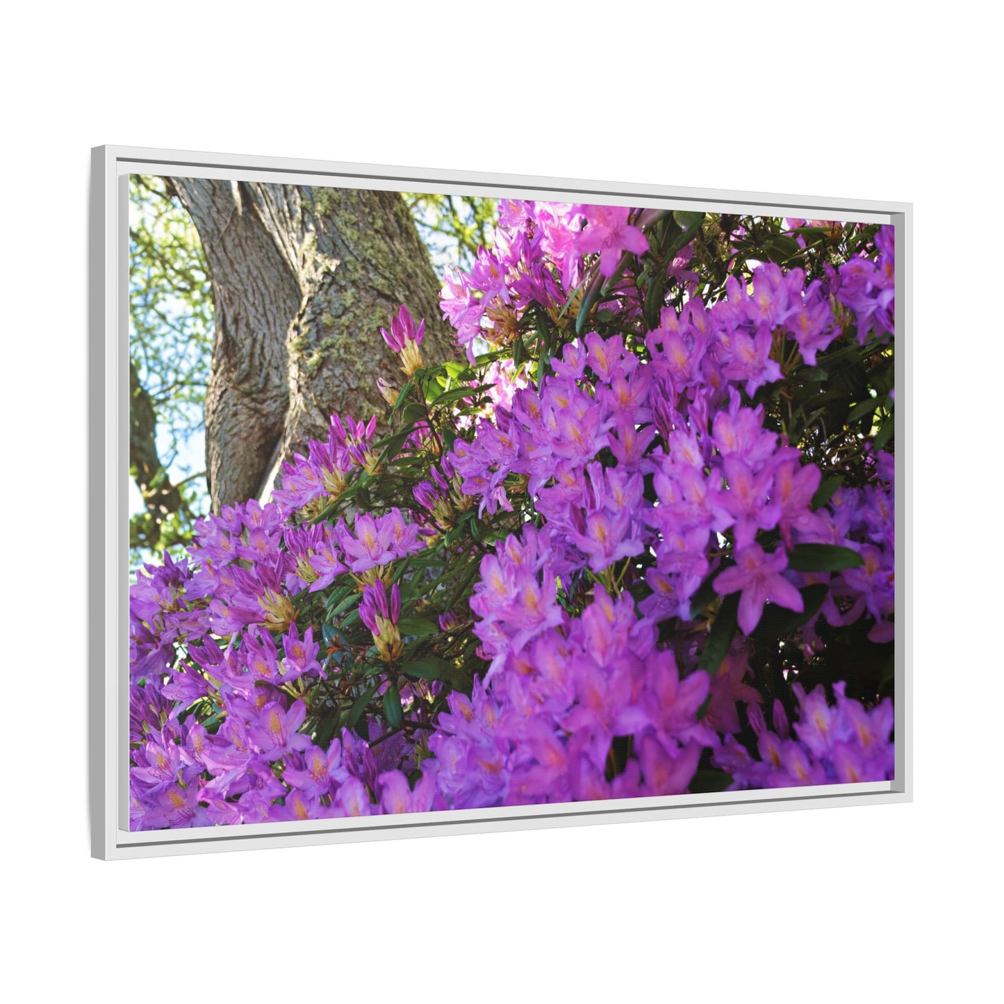 Azaleas in Bloom 3011 - Thick Matte Canvas Print, Framed