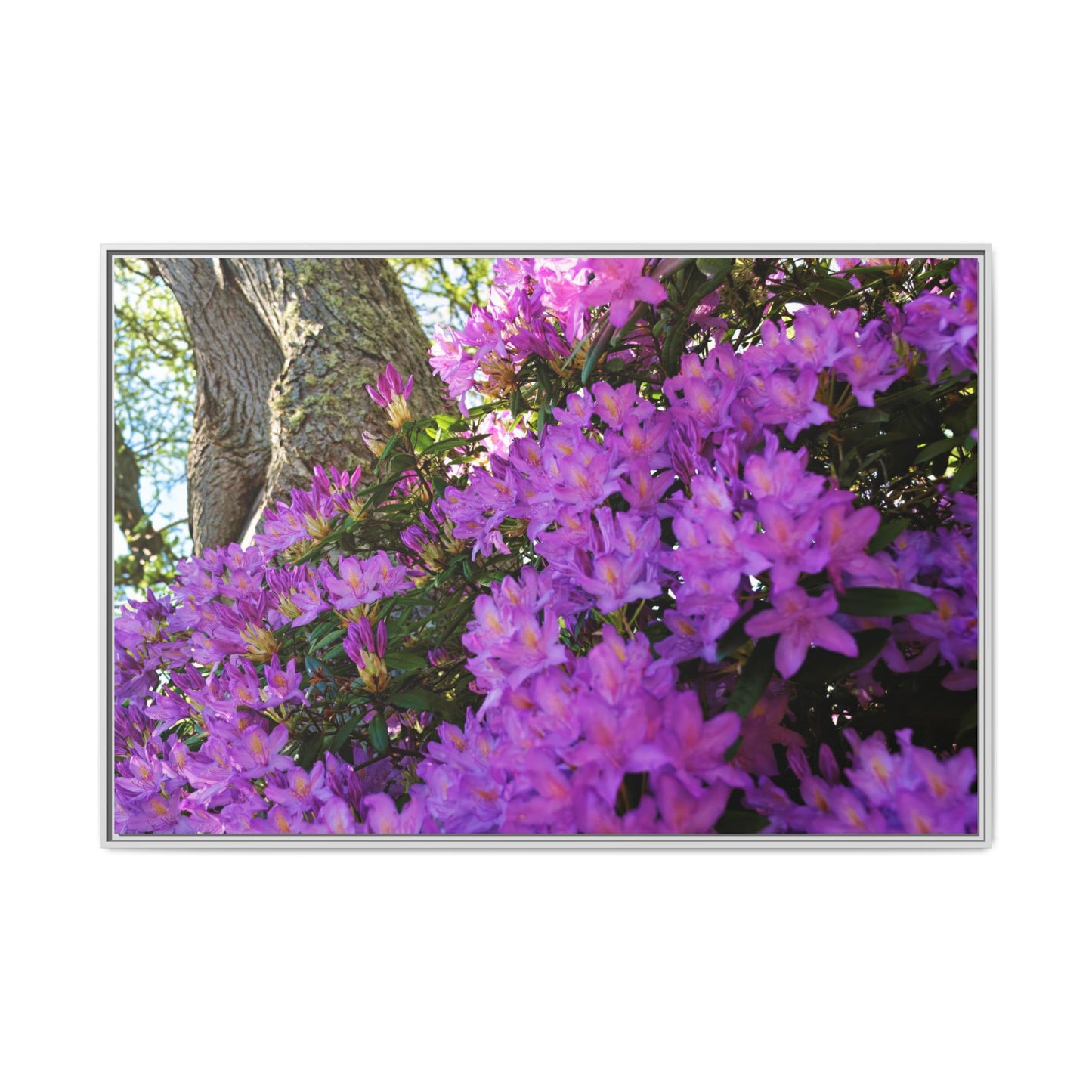 Azaleas in Bloom 3011 - Thick Matte Canvas Print, Framed