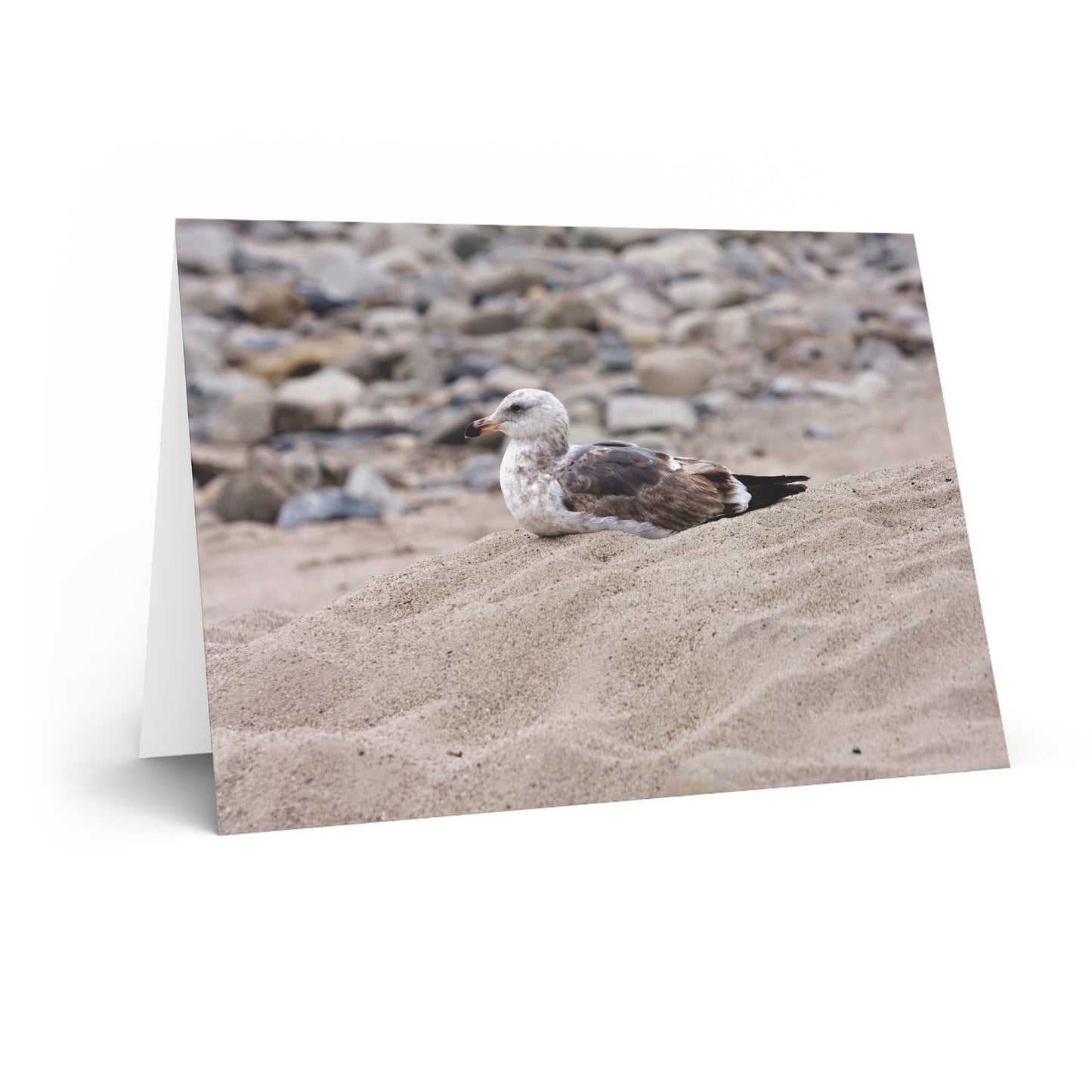Seagull Serenity on the Shore 4278 - Greeting Card