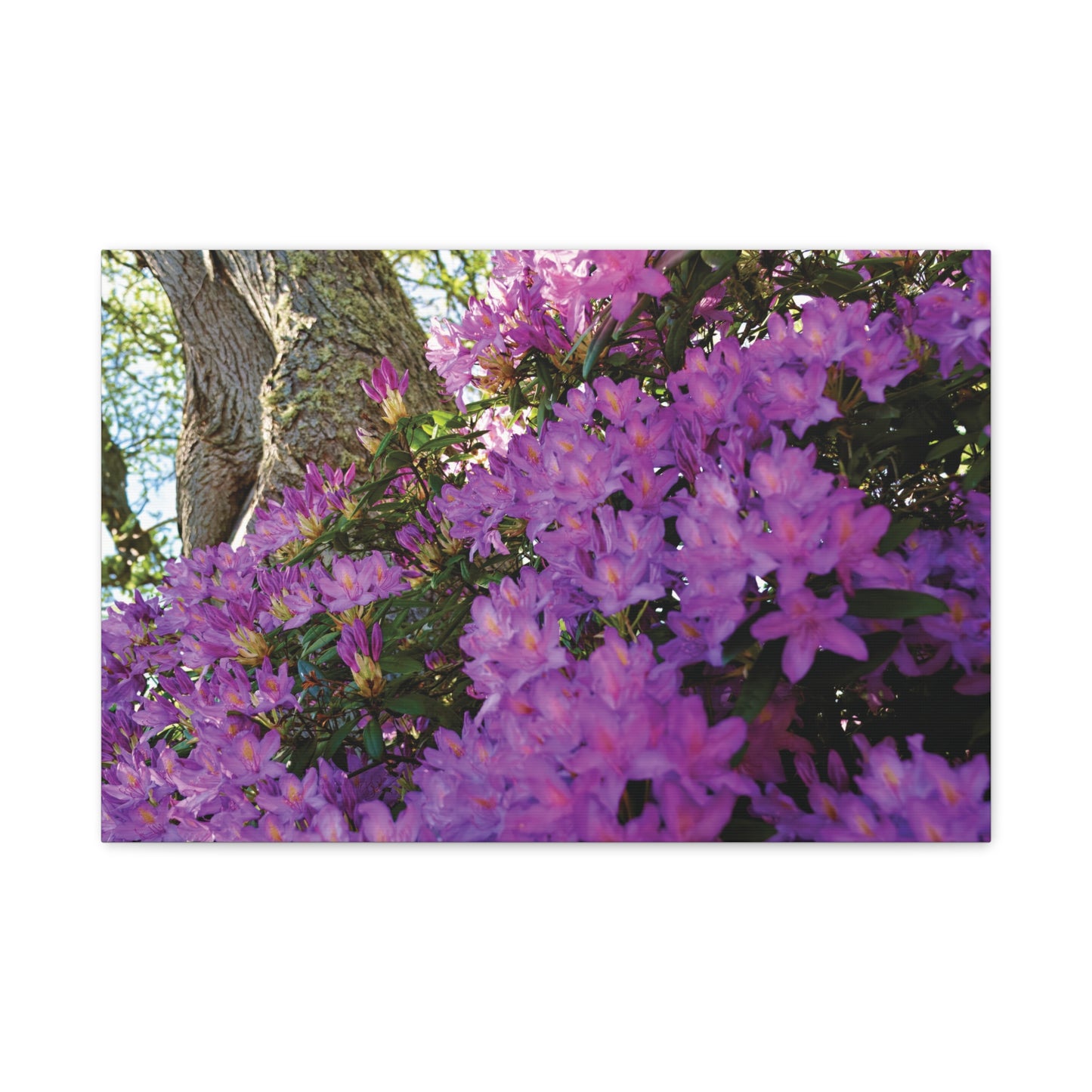 Azaleas in Bloom 3011 - Thick Matte Canvas Print