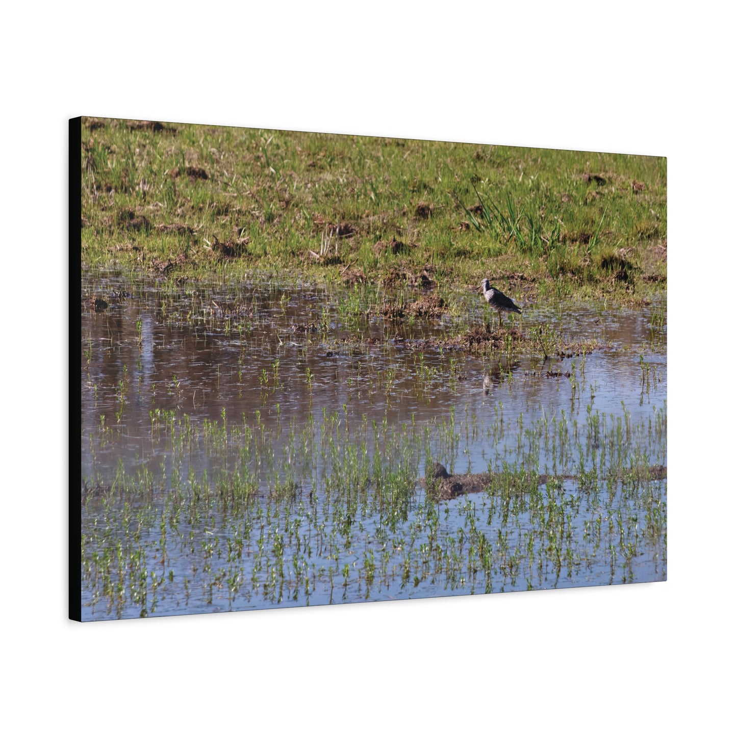Sandpiper in Serene Wetland at the Willam L. Finley National Wildlife Refuge 2897 - Thick Matte Canvas Print