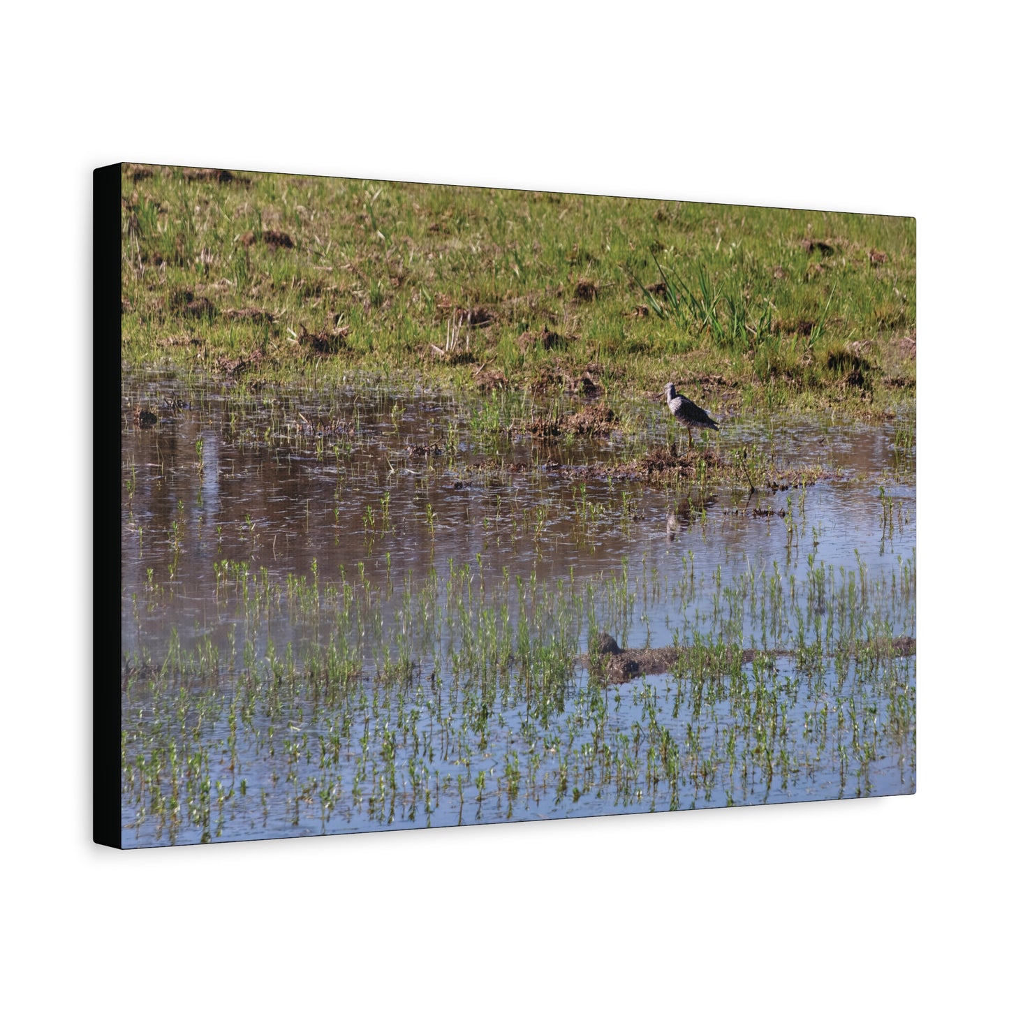 Sandpiper in Serene Wetland at the Willam L. Finley National Wildlife Refuge 2897 - Thick Matte Canvas Print