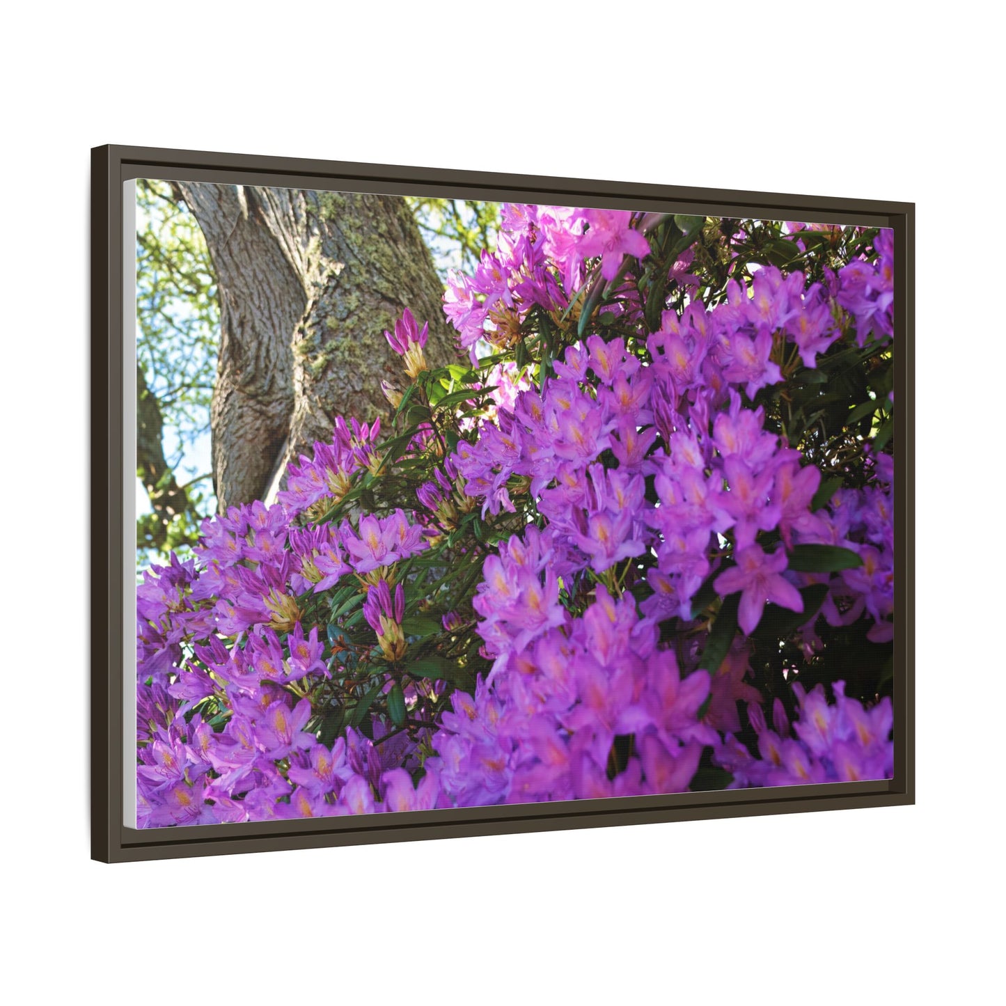 Azaleas in Bloom 3011 - Thick Matte Canvas Print, Framed