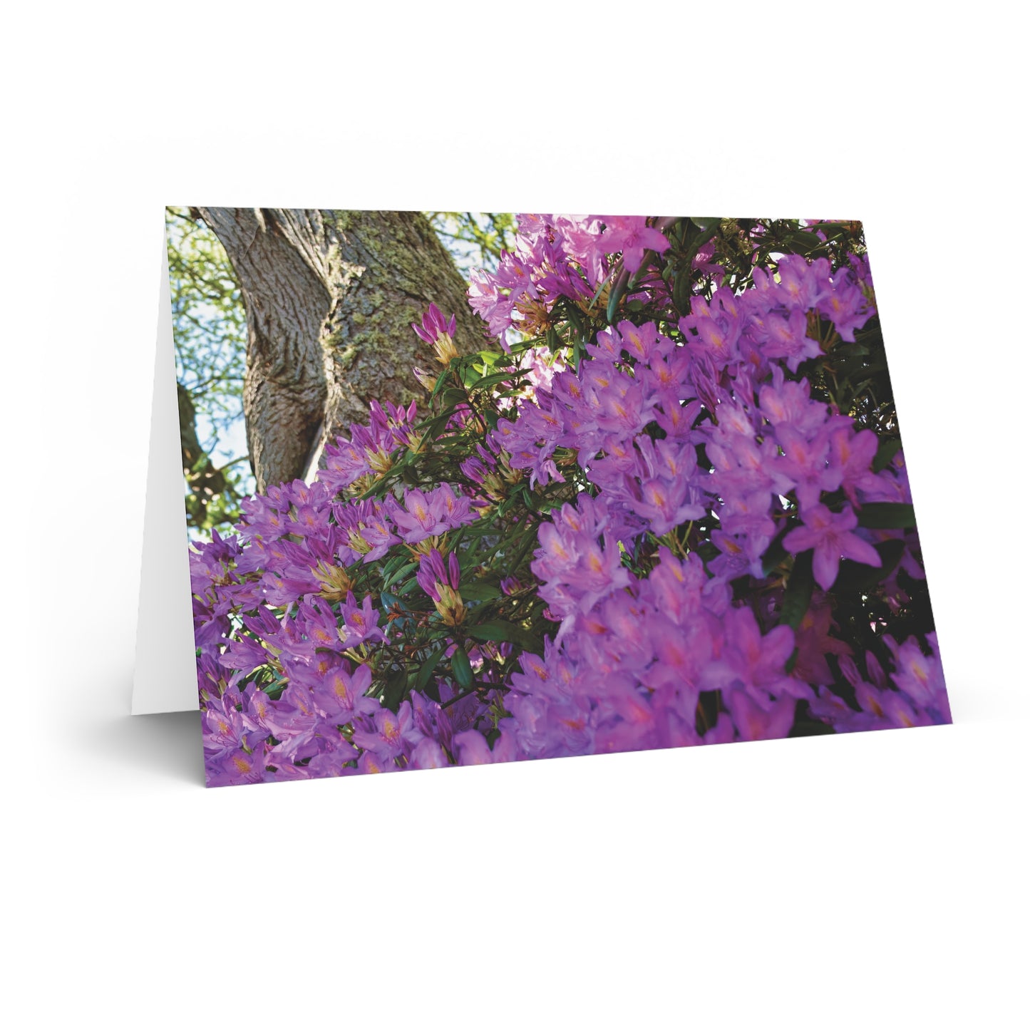 Azaleas in Bloom 3011 - Greeting Card