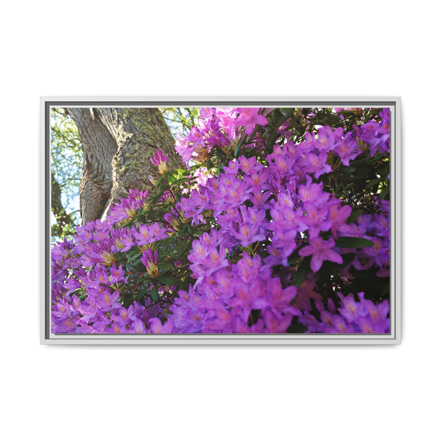 Azaleas in Bloom 3011 - Thick Matte Canvas Print, Framed