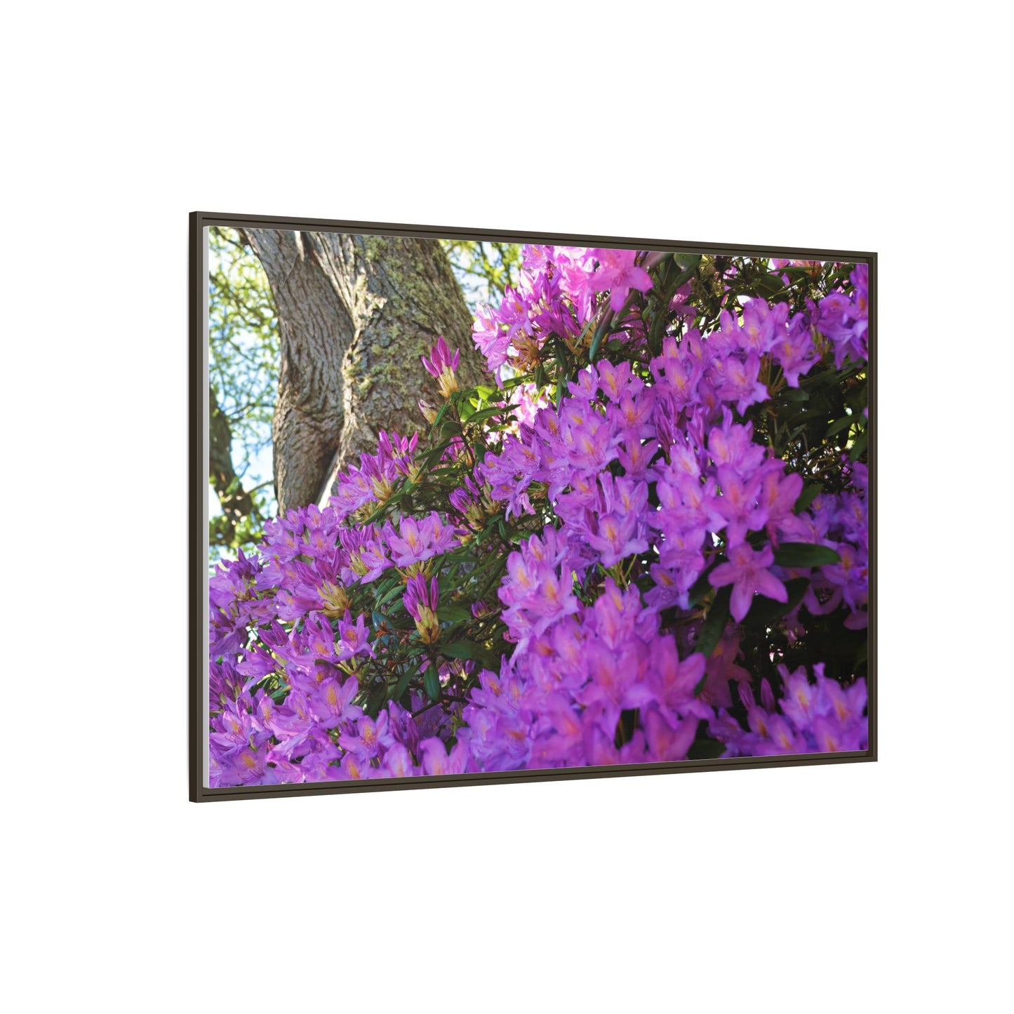 Azaleas in Bloom 3011 - Thick Matte Canvas Print, Framed