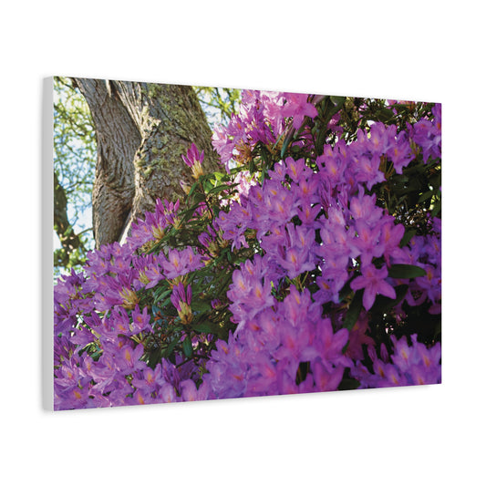 Azaleas in Bloom 3011 - Thick Matte Canvas Print