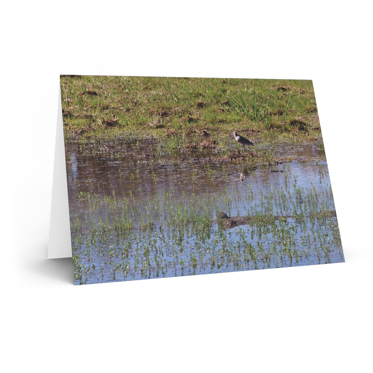 Sandpiper in Serene Wetland at the Willam L. Finley National Wildlife Refuge 2897 - Greeting Card