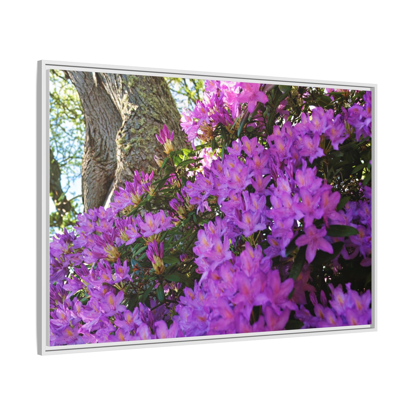 Azaleas in Bloom 3011 - Thick Matte Canvas Print, Framed
