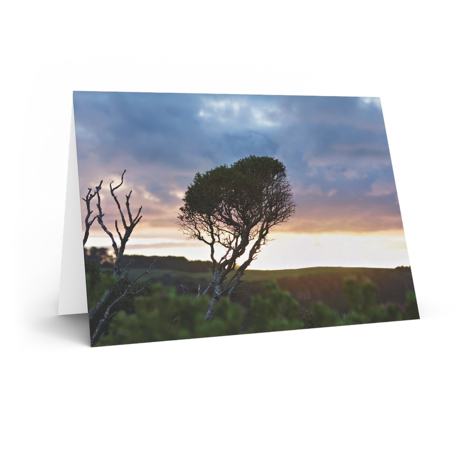 Serene Landscape of a Winter Sunrise: Melaleuca lanceolata in Cape Schank 6281 - Greeting Card