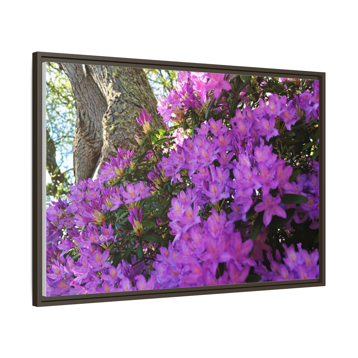 Azaleas in Bloom 3011 - Thick Matte Canvas Print, Framed