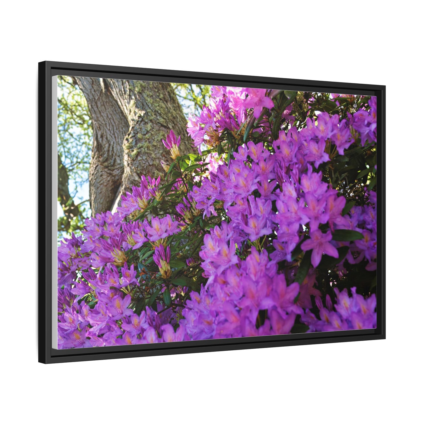 Azaleas in Bloom 3011 - Thick Matte Canvas Print, Framed