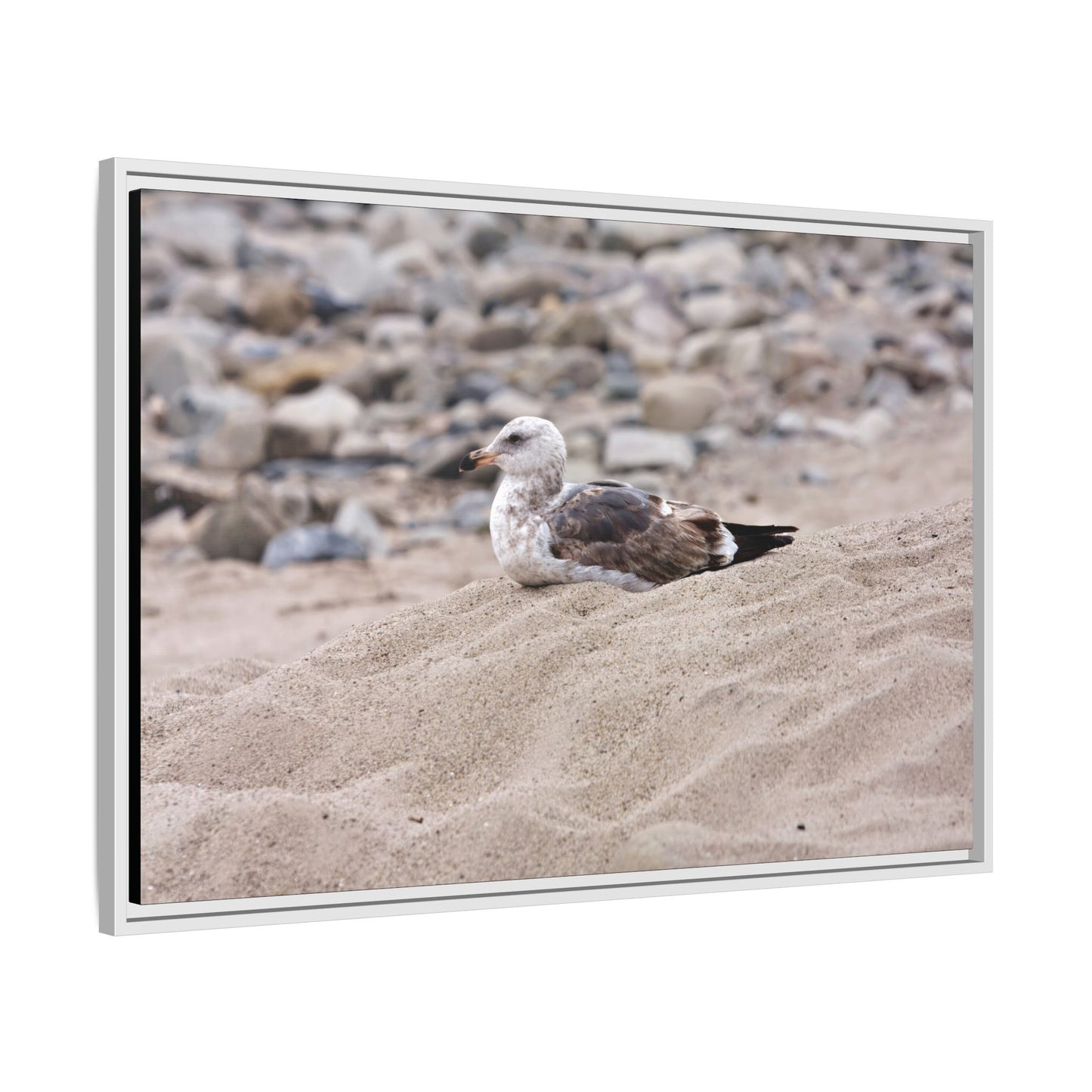 Seagull Serenity on the Shore 4278 - Thick Matte Canvas Print, Framed