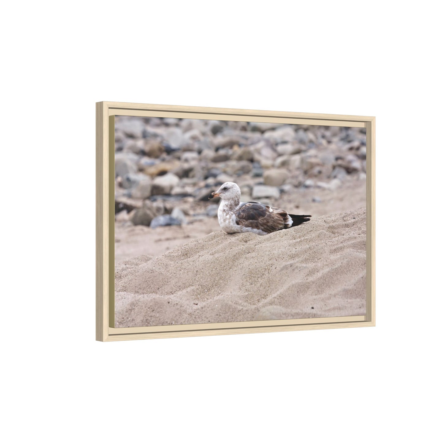 Seagull Serenity on the Shore [4278] | Framed Canvas
