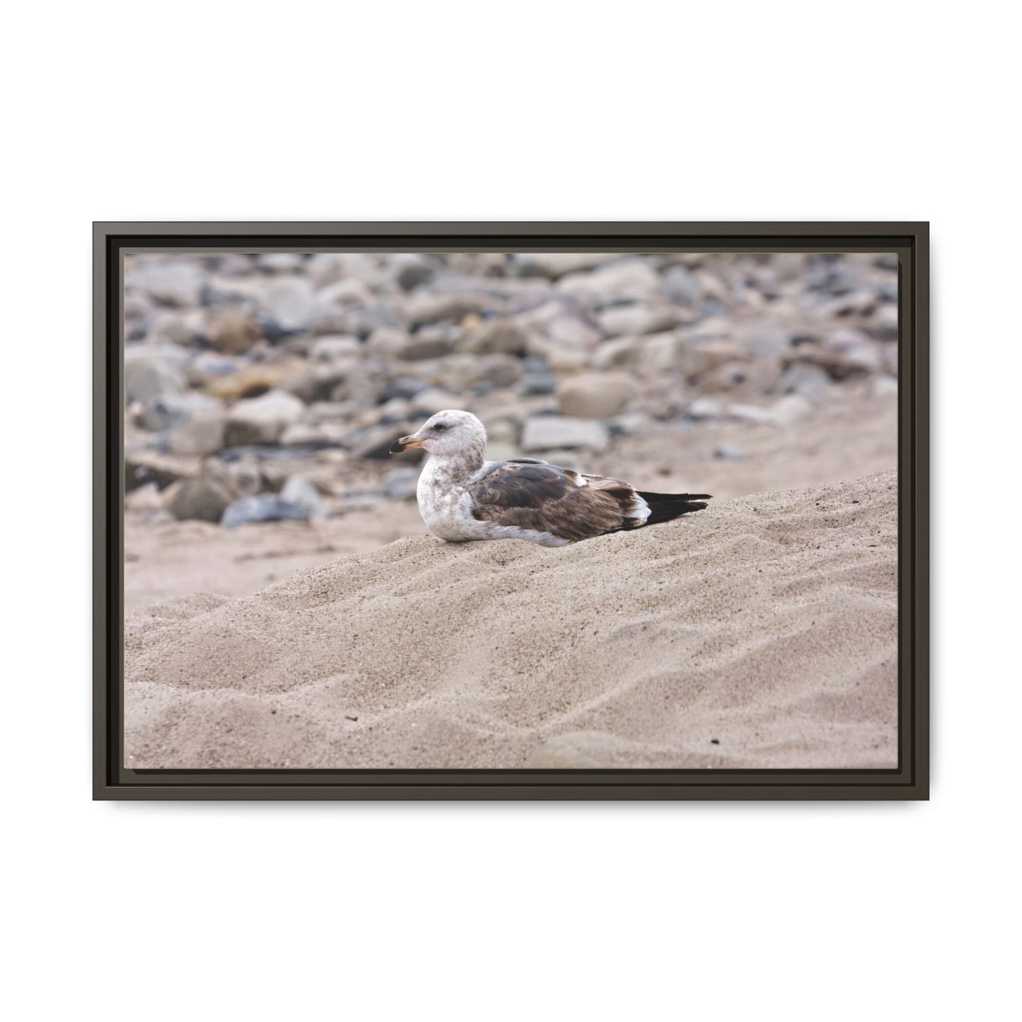 Seagull Serenity on the Shore [4278] | Framed Canvas