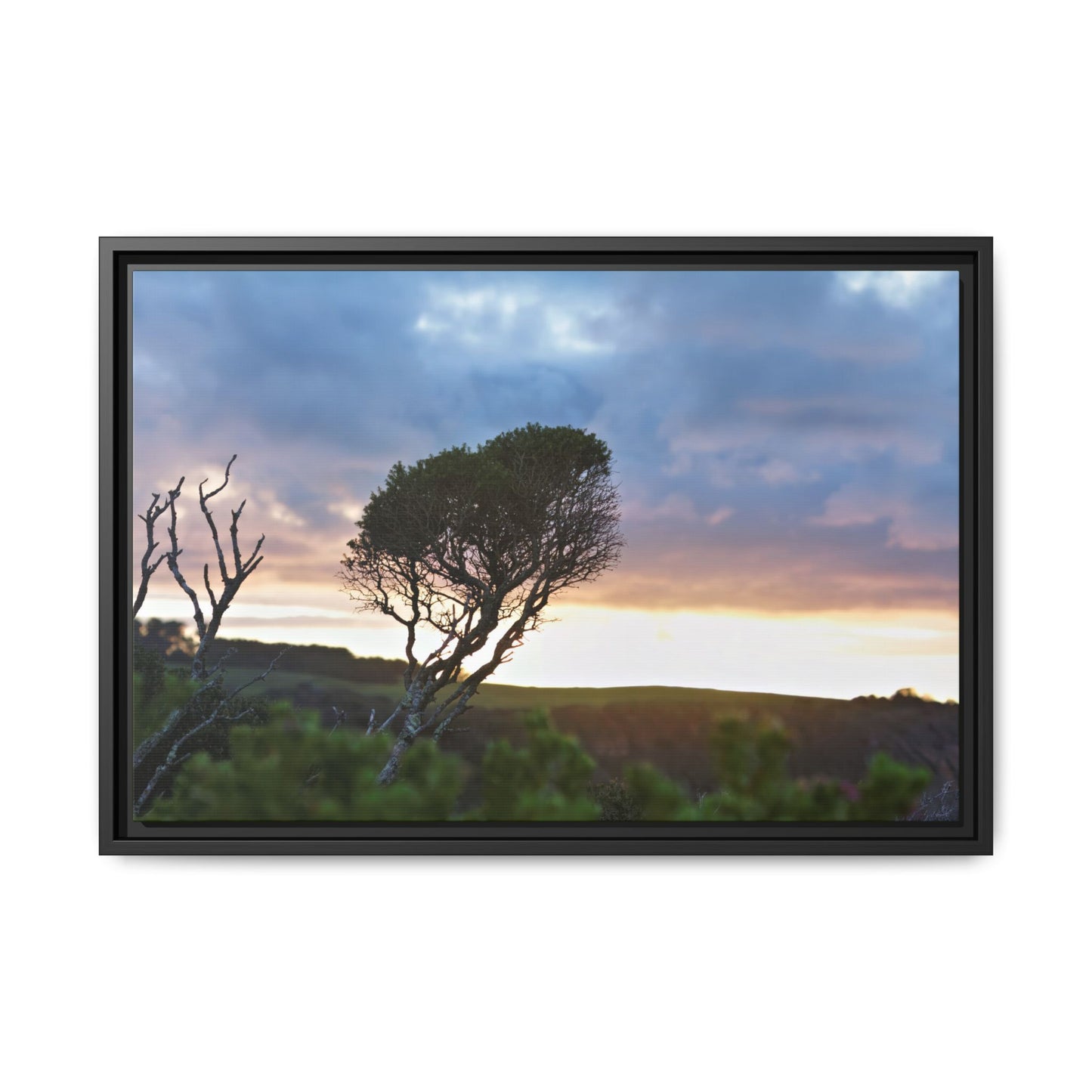 Melaleuca lanceolata in Cape Schank [6281] | Framed Canvas