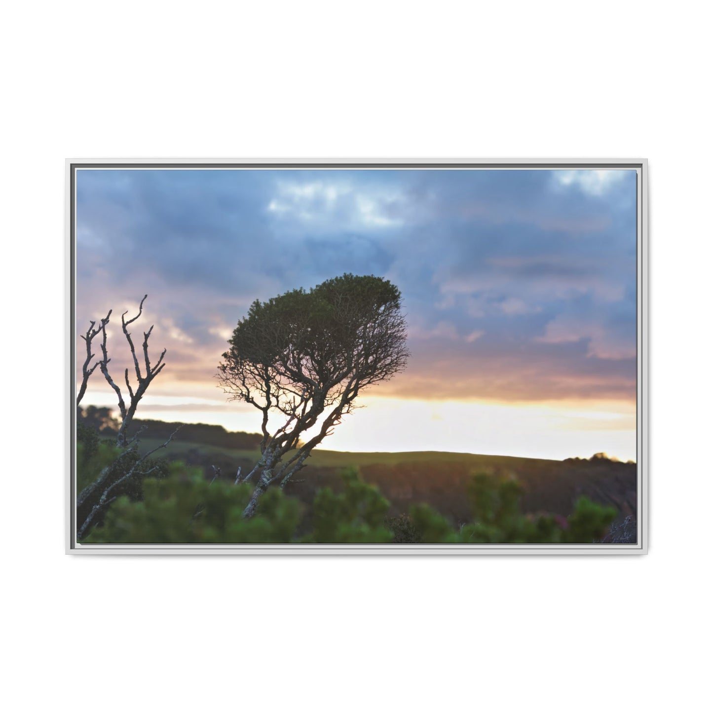 Serene Landscape of a Winter Sunrise: Melaleuca lanceolata in Cape Schank 6281 - Thick Matte Canvas Print, Framed