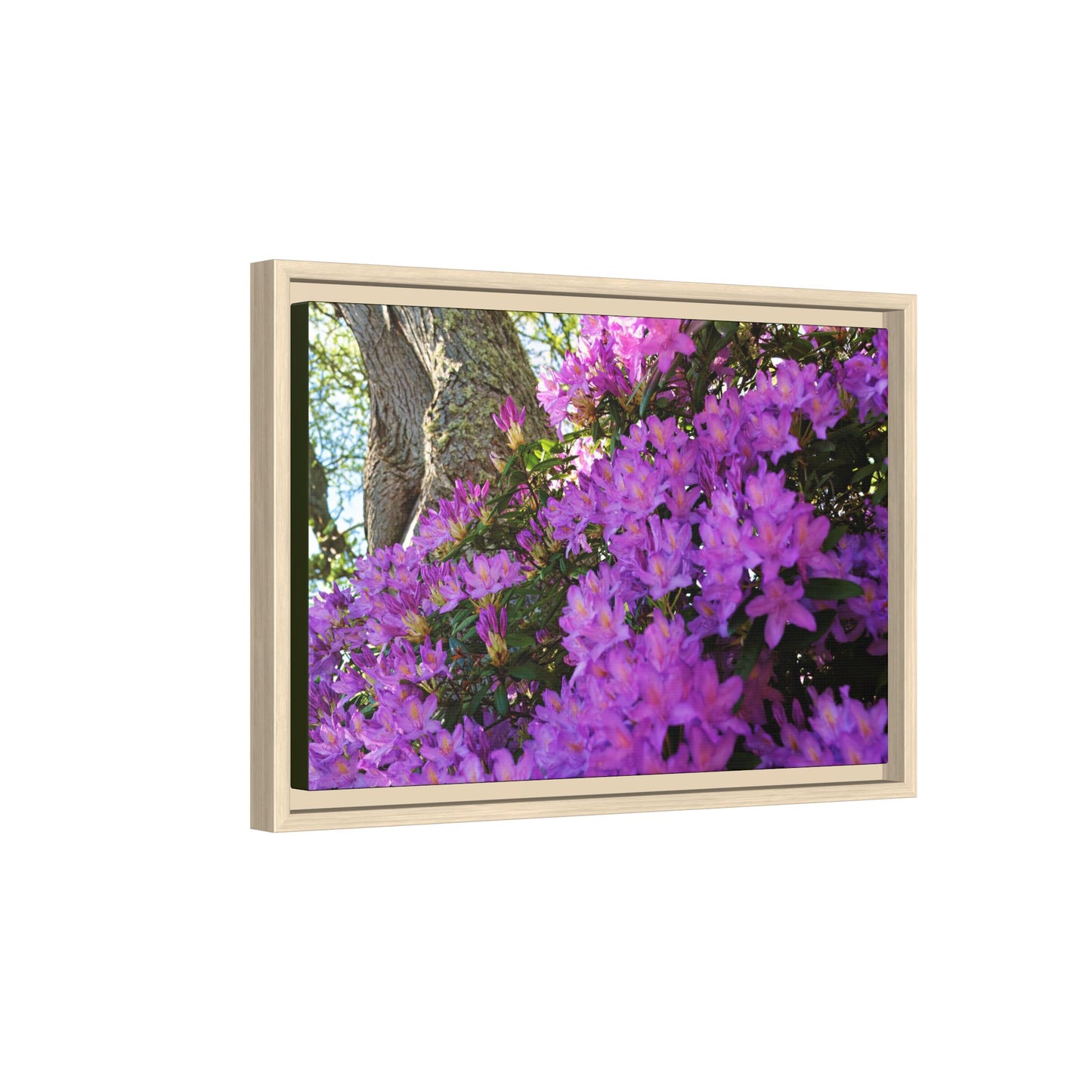 Azaleas in Bloom [3011] | Framed Canvas