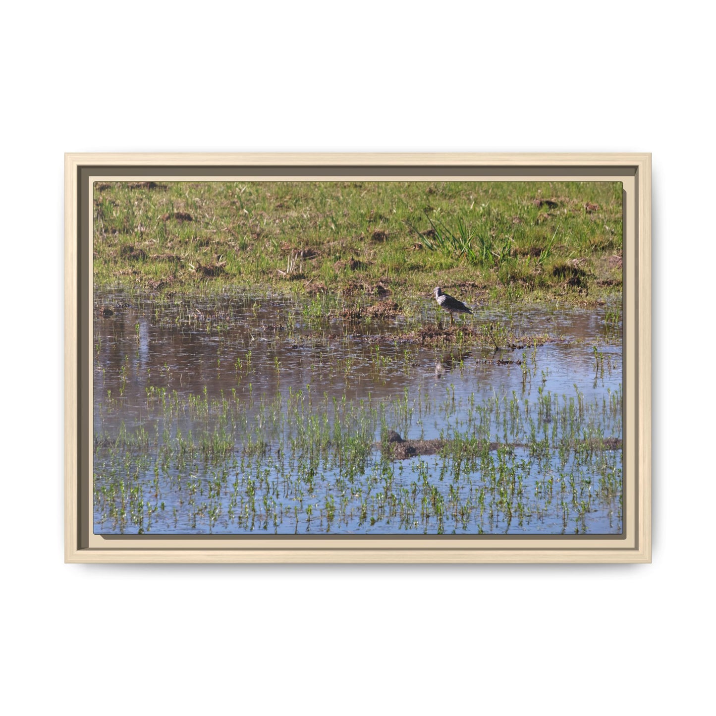 Sandpiper in Serene Wetland [2897] | Framed Canvas