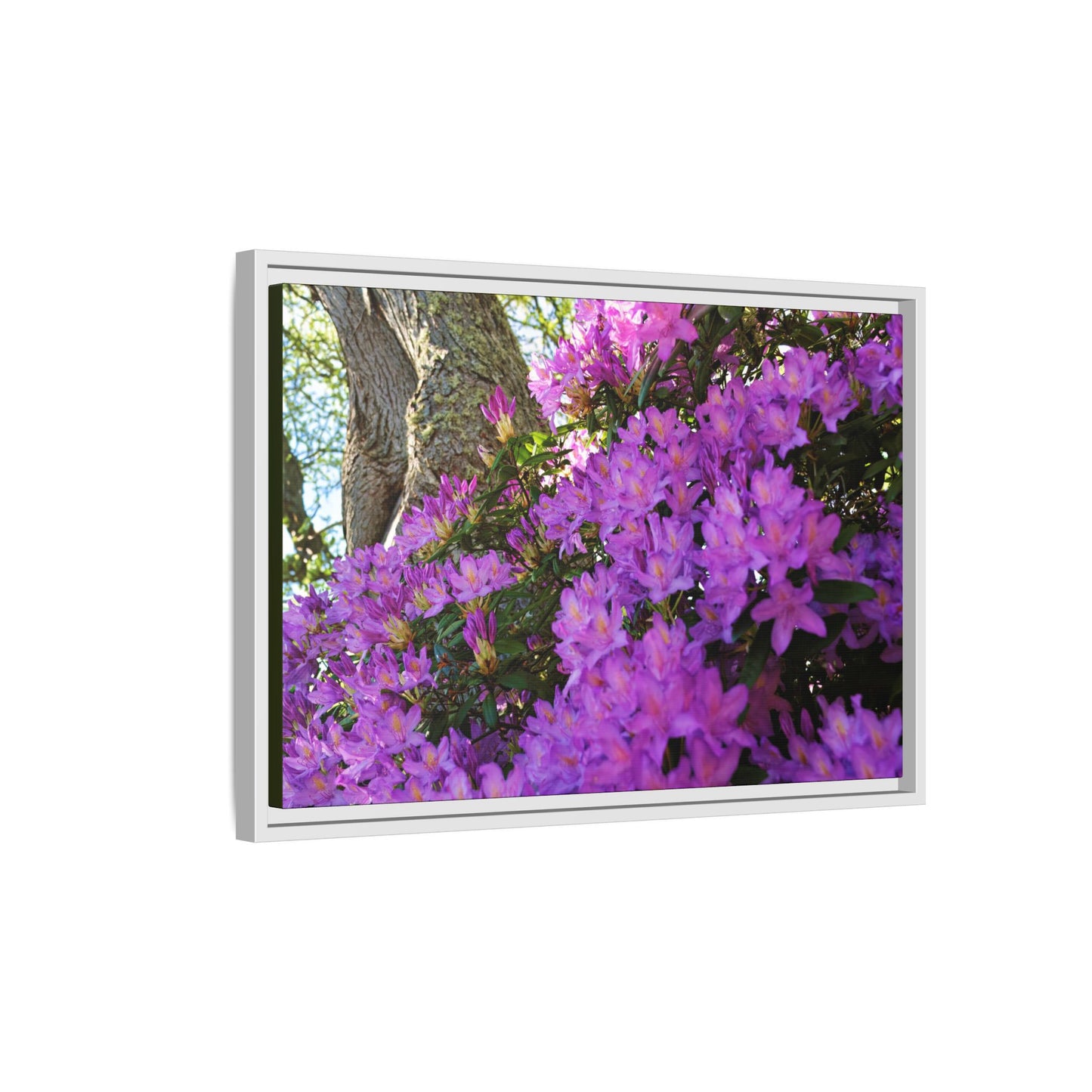 Azaleas in Bloom [3011] | Framed Canvas