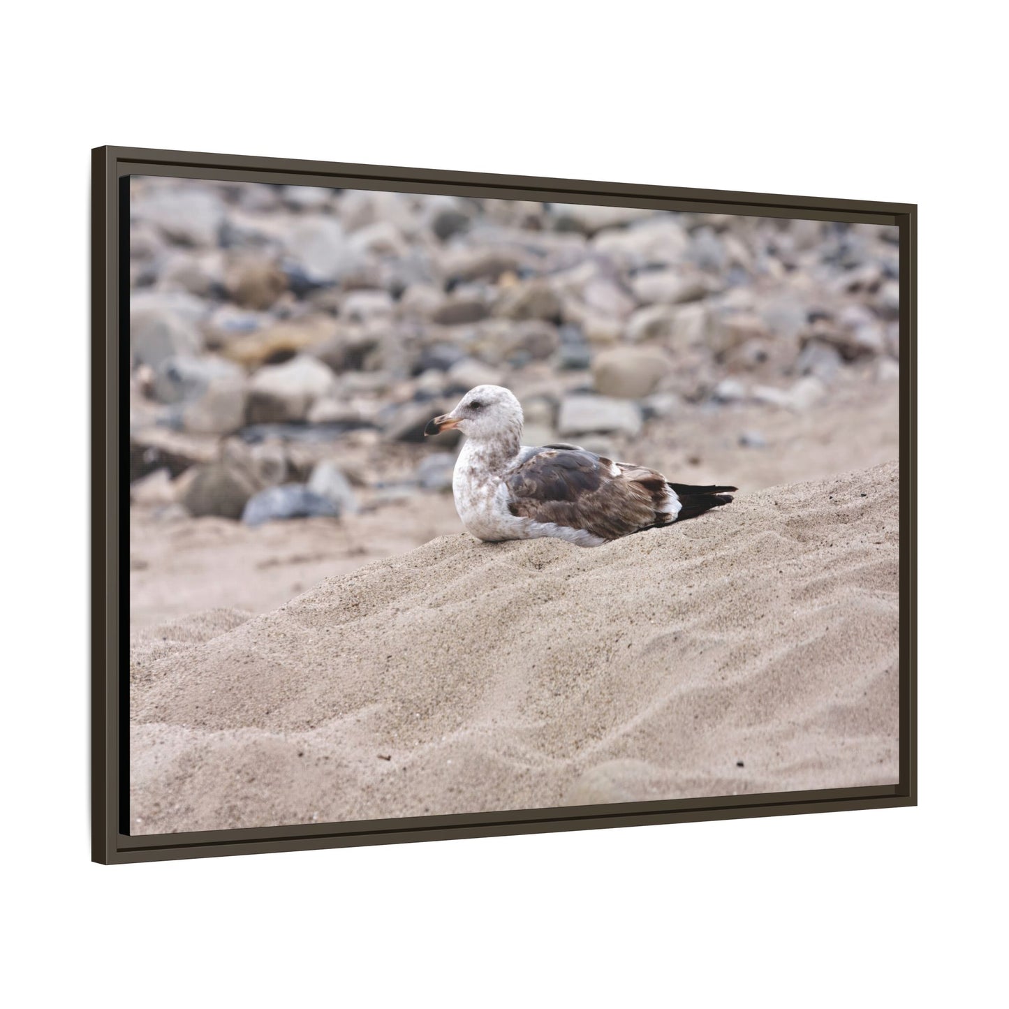 Seagull Serenity on the Shore 4278 - Thick Matte Canvas Print, Framed