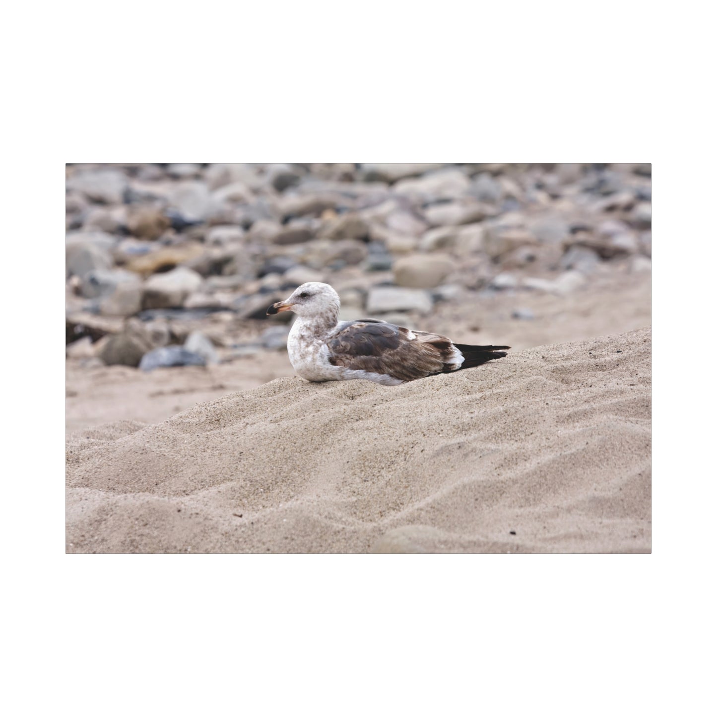 Seagull Serenity on the Shore 4278 - Thick Matte Canvas Print