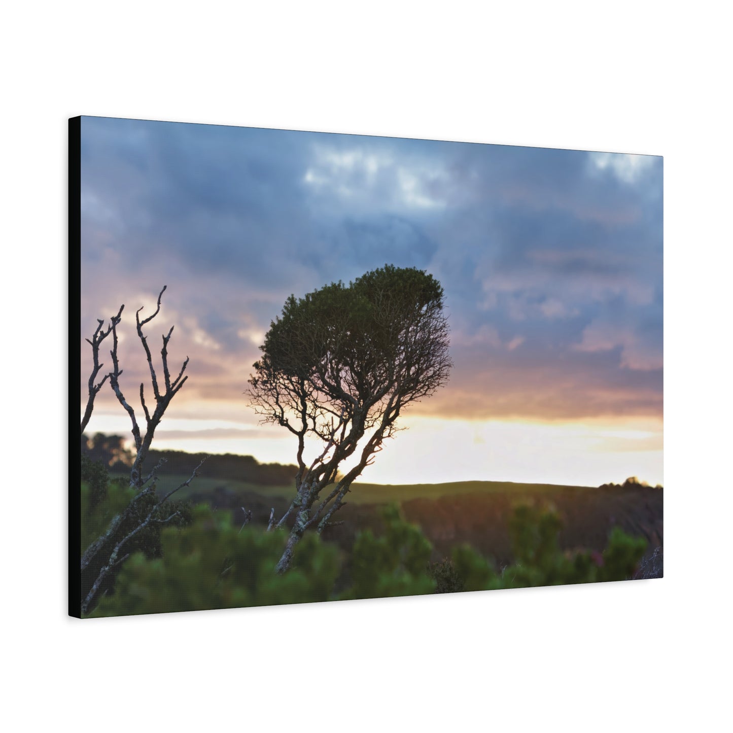 Serene Landscape of a Winter Sunrise: Melaleuca lanceolata in Cape Schank 6281 - Thick Matte Canvas Print