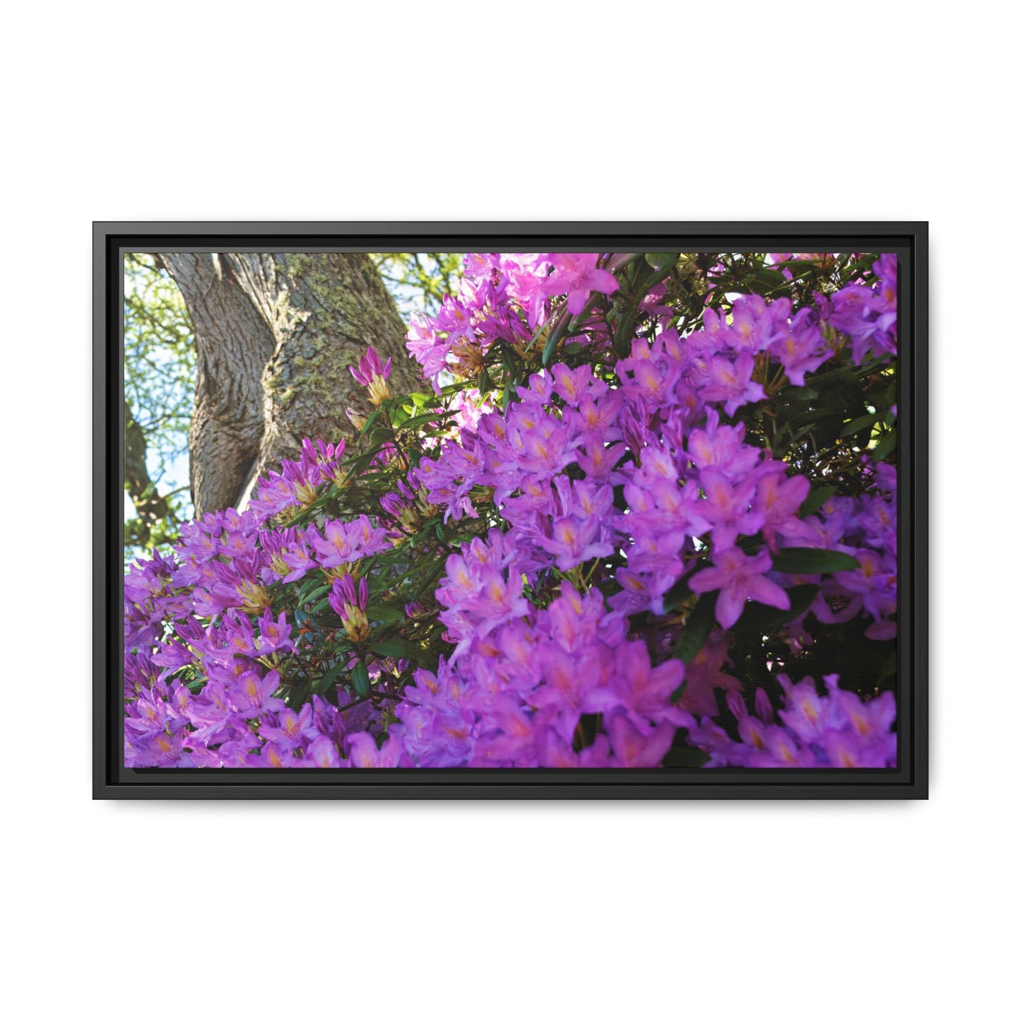 Azaleas in Bloom [3011] | Framed Canvas