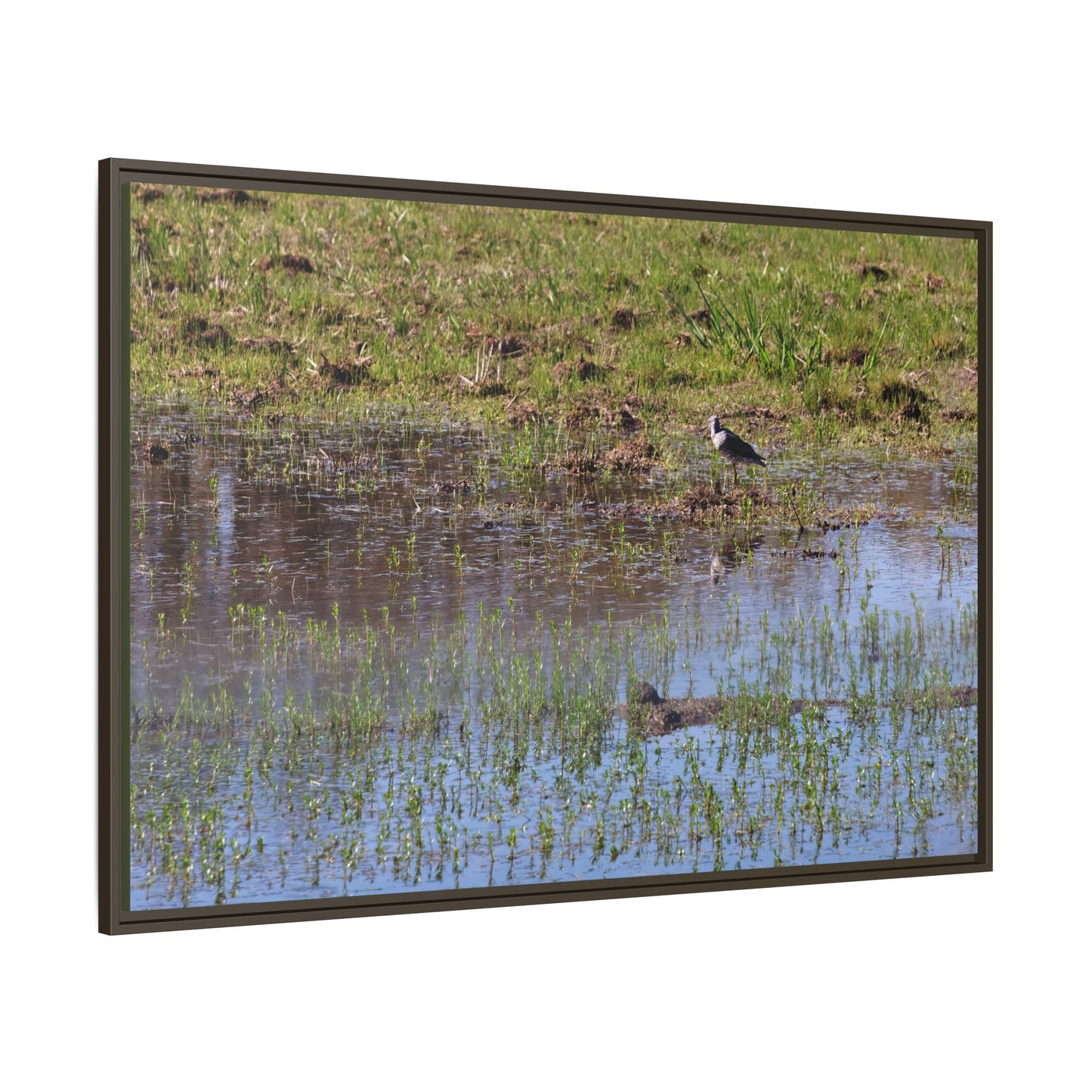 Sandpiper in Serene Wetland [2897] | Framed Canvas