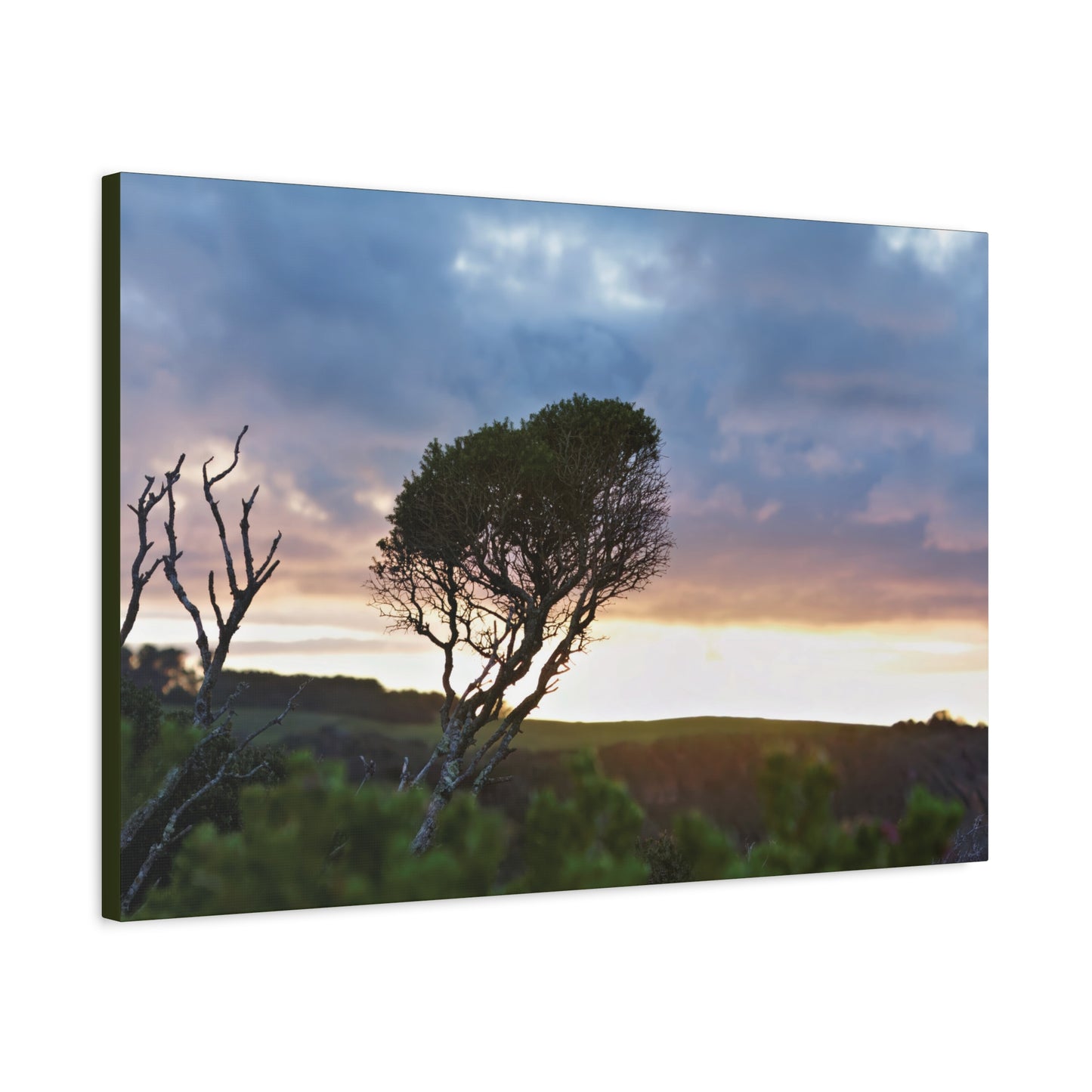 Melaleuca lanceolata in Cape Schank [6281] | Stretched Canvas