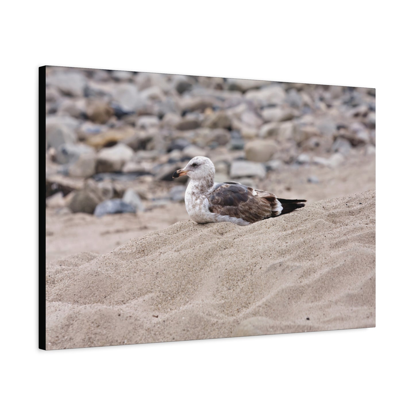 Seagull Serenity on the Shore 4278 - Thick Matte Canvas Print