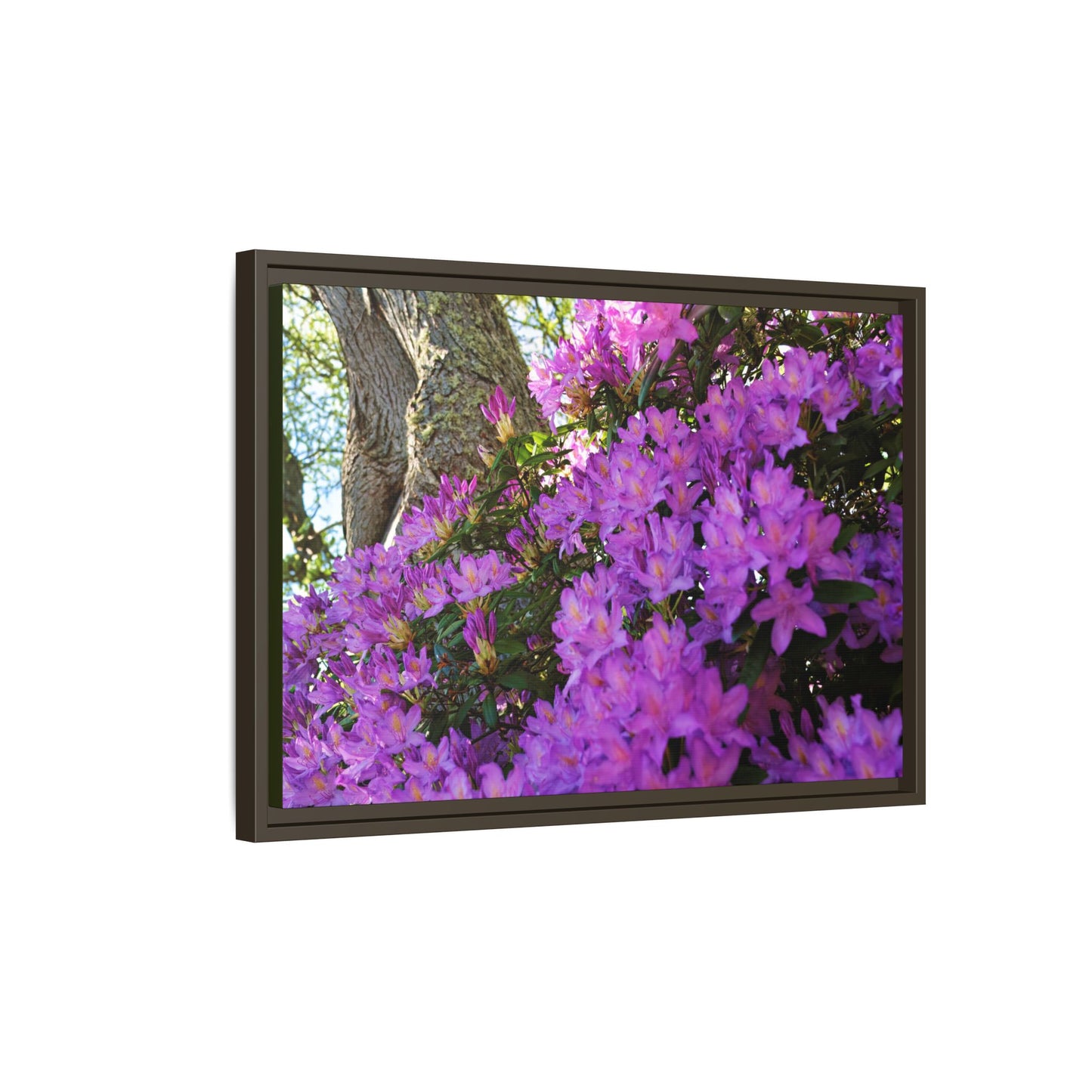 Azaleas in Bloom [3011] | Framed Canvas