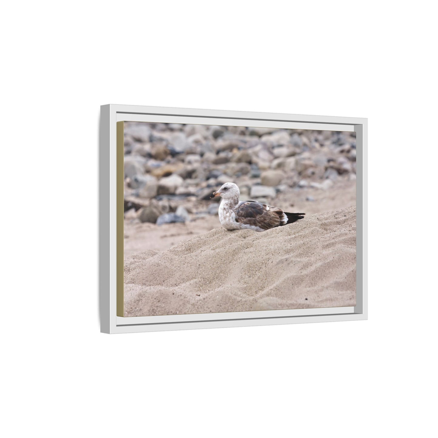 Seagull Serenity on the Shore [4278] | Framed Canvas