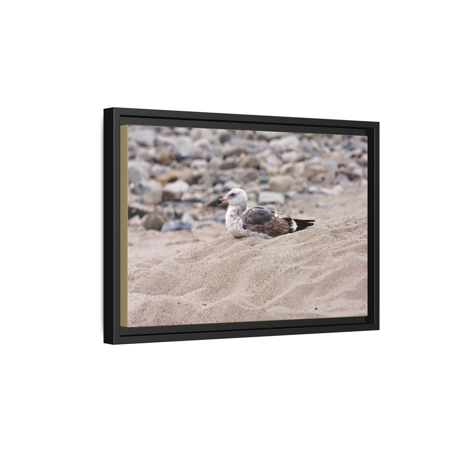 Seagull Serenity on the Shore [4278] | Framed Canvas