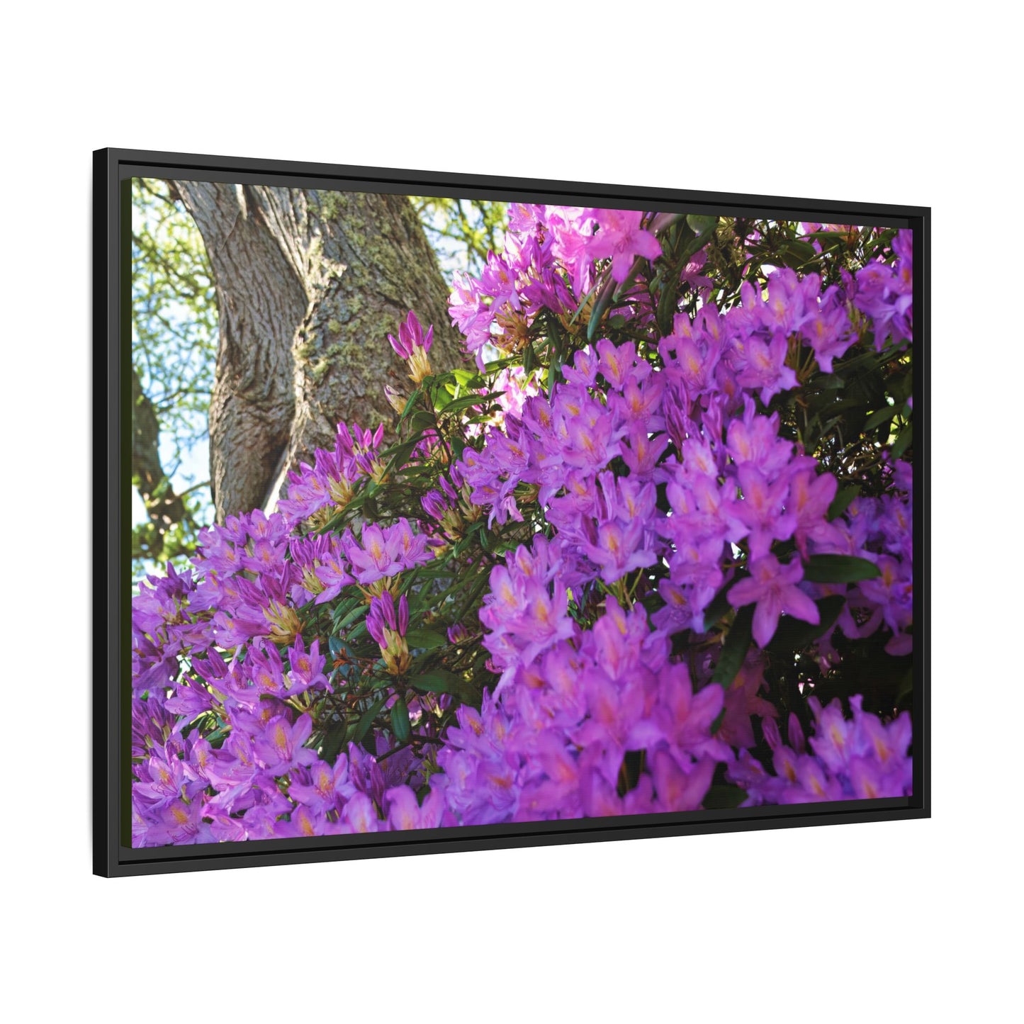 Azaleas in Bloom [3011] | Framed Canvas