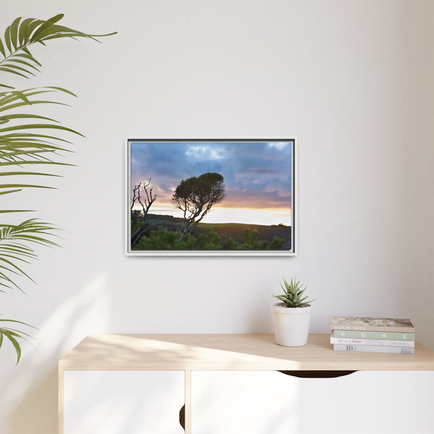 Melaleuca lanceolata in Cape Schank [6281] | Framed Canvas