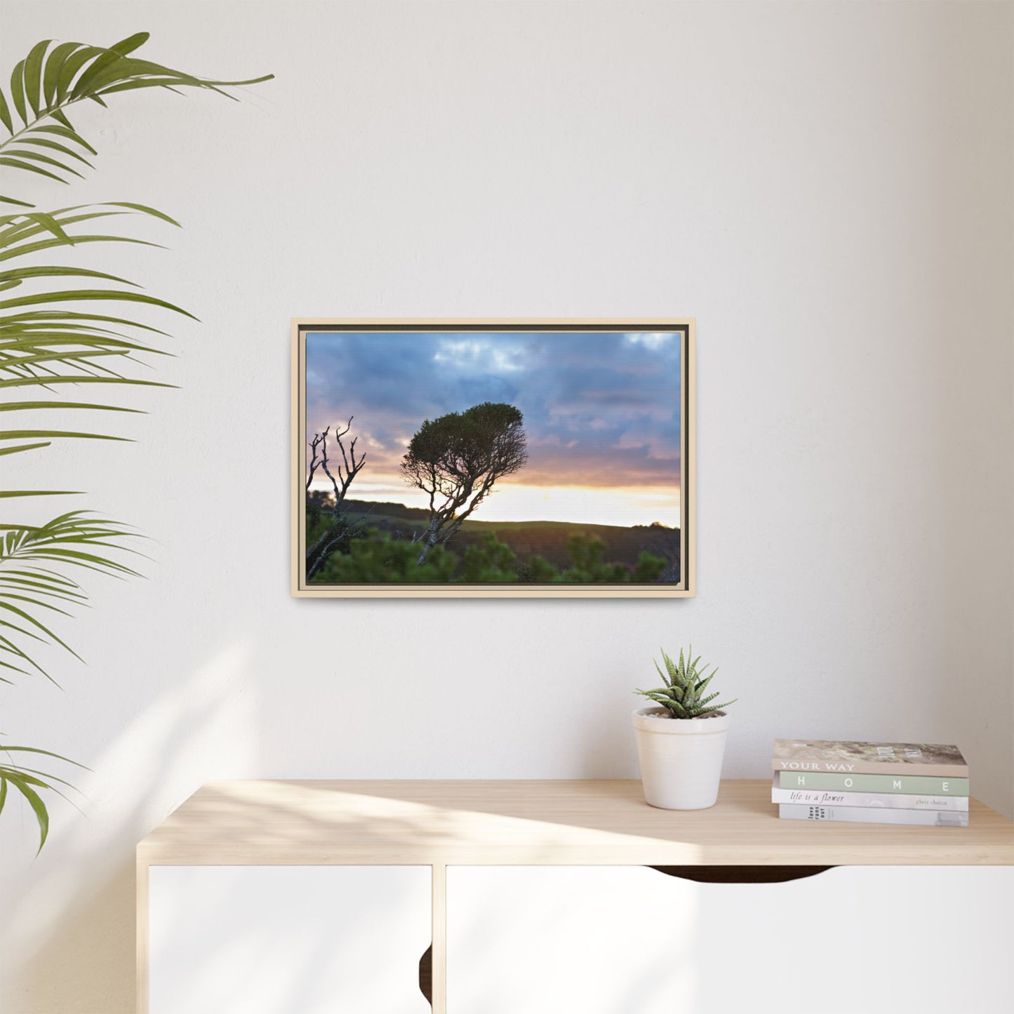 Melaleuca lanceolata in Cape Schank [6281] | Framed Canvas