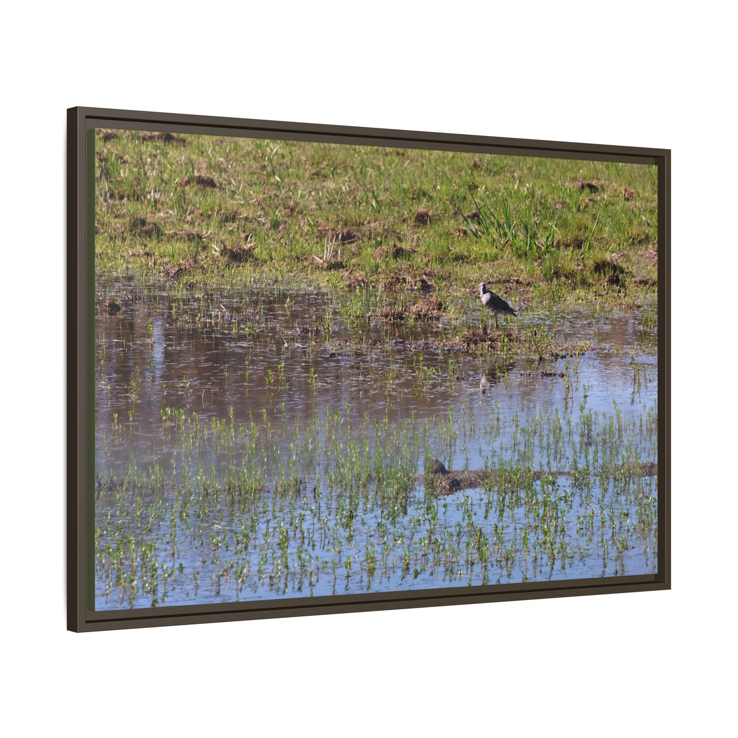 Sandpiper in Serene Wetland [2897] | Framed Canvas
