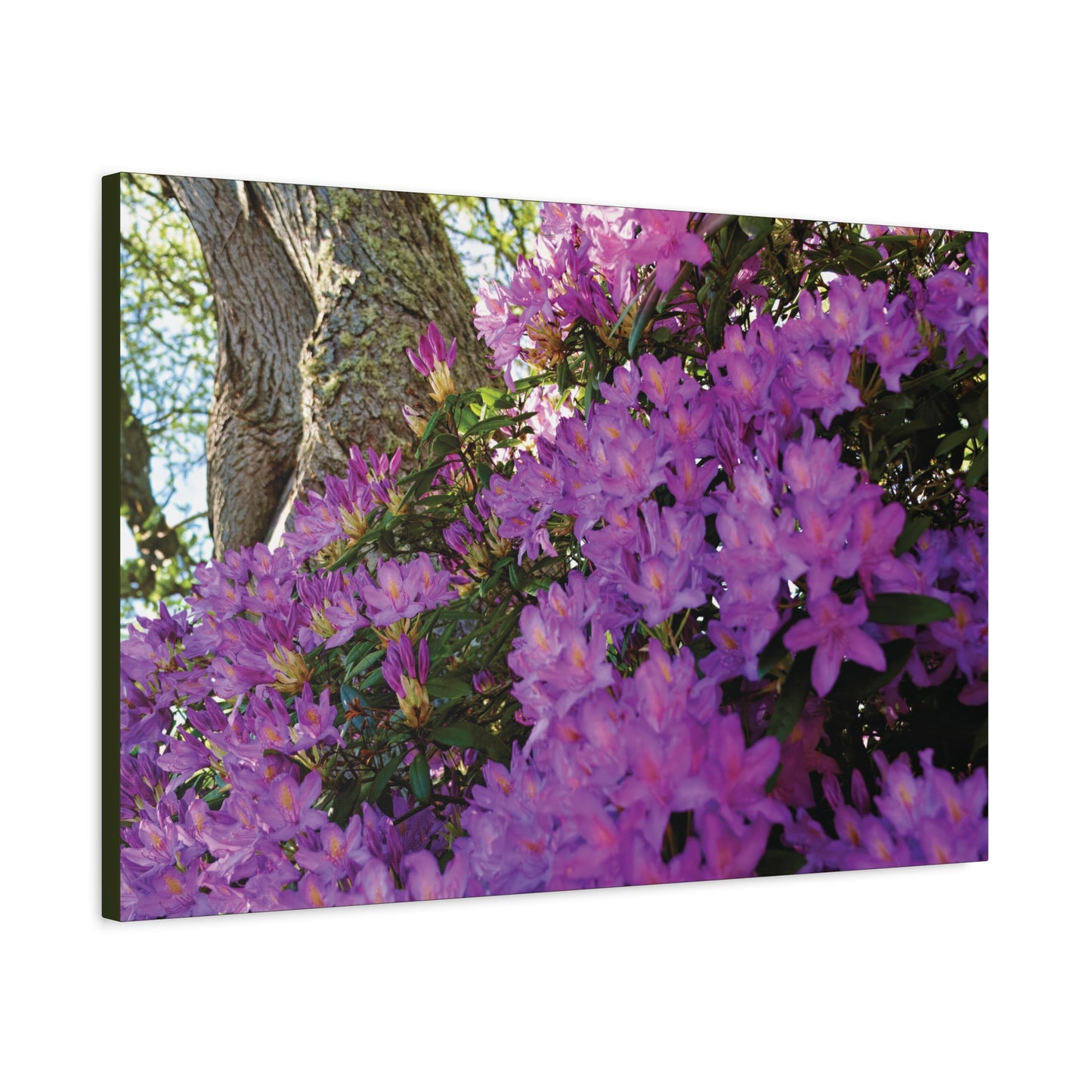 Azaleas in Bloom [3011] | Stretched Canvas