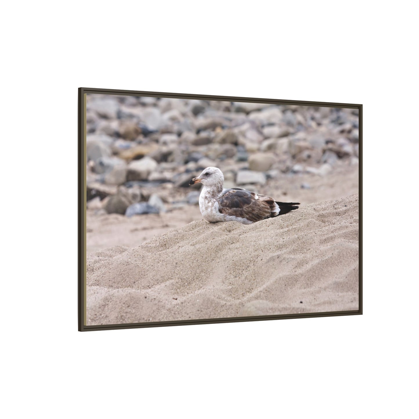 Seagull Serenity on the Shore [4278] | Framed Canvas