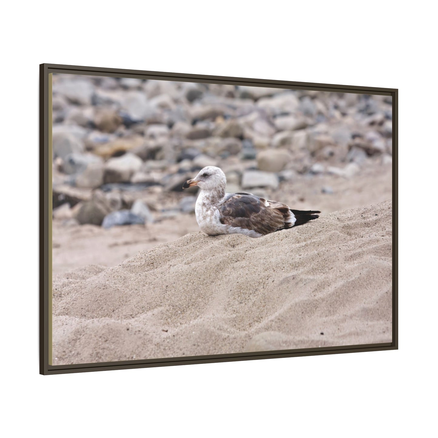 Seagull Serenity on the Shore [4278] | Framed Canvas