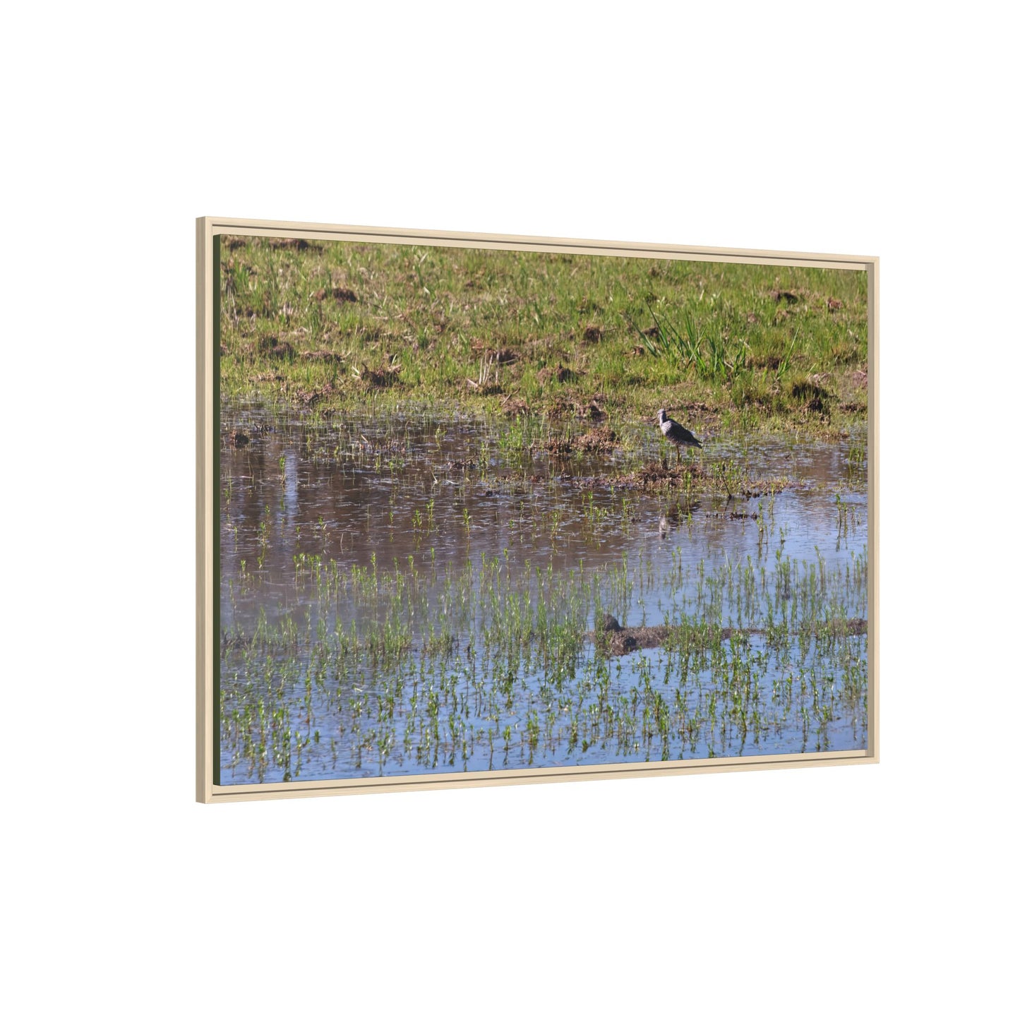 Sandpiper in Serene Wetland [2897] | Framed Canvas