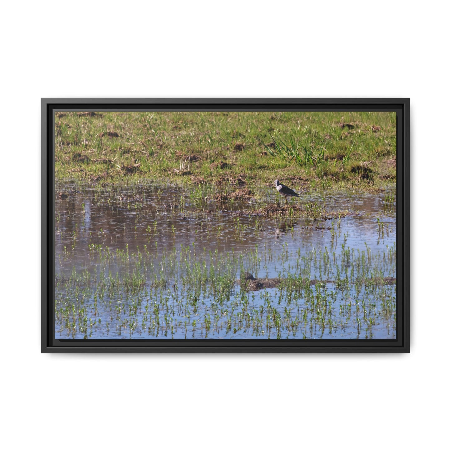 Sandpiper in Serene Wetland [2897] | Framed Canvas