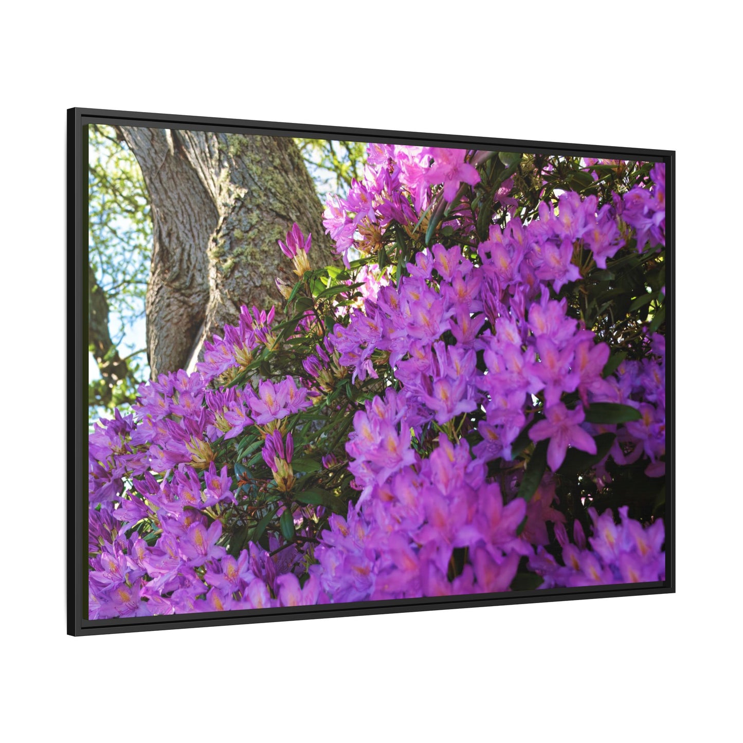 Azaleas in Bloom [3011] | Framed Canvas