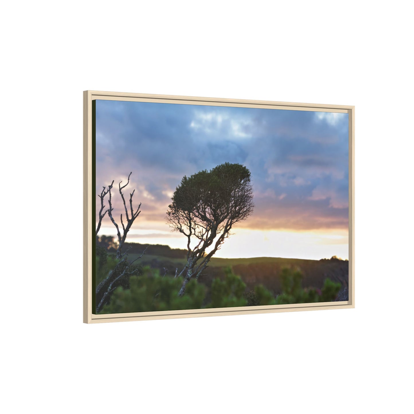 Melaleuca lanceolata in Cape Schank [6281] | Framed Canvas