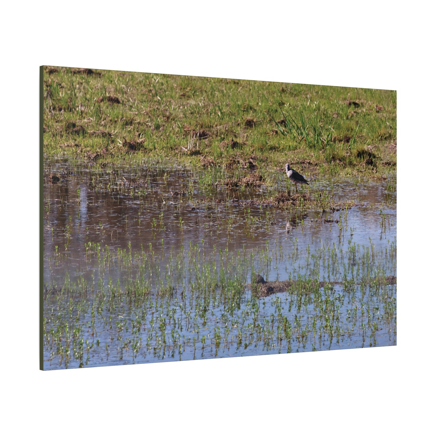 Sandpiper in Serene Wetland [2897] | Stretched Canvas